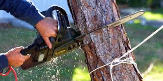 Reliable Marlton, NJ Tree Services Solutions