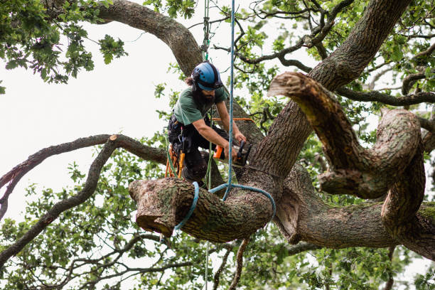 Best Fruit Tree Pruning  in Marlton, NJ