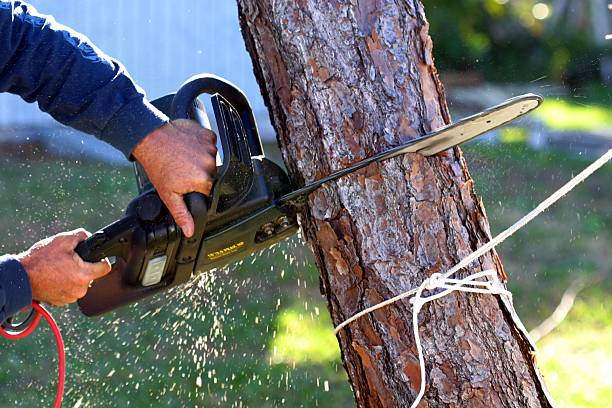 Best Palm Tree Trimming  in Marlton, NJ