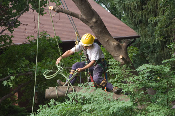 Best Utility Line Clearance  in Marlton, NJ