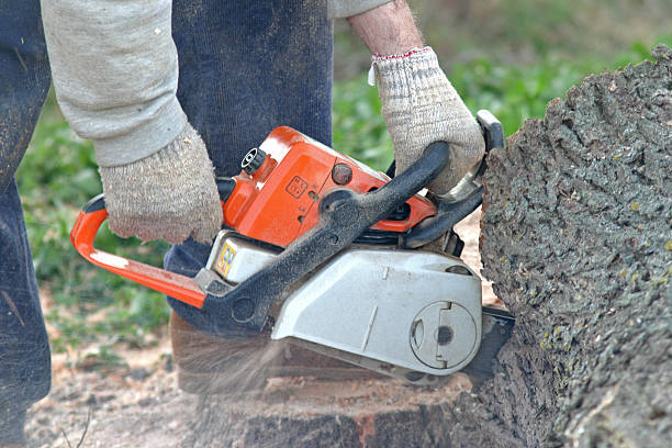 Best Tree Mulching  in Marlton, NJ