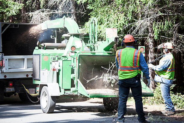 Best Tree Removal Service  in Marlton, NJ