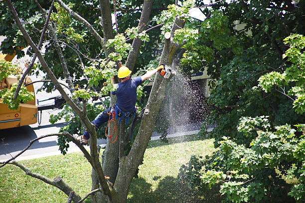 Best Tree Removal Service  in Marlton, NJ