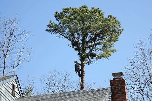 How Our Tree Care Process Works  in  Marlton, NJ