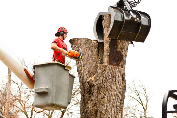 Best Leaf Removal  in Marlton, NJ